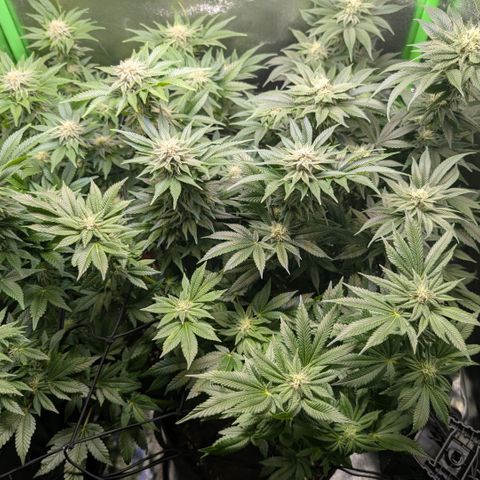 Grow Mix growlog timeline photo