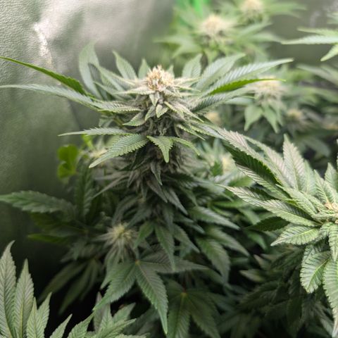 Grow Mix growlog timeline photo