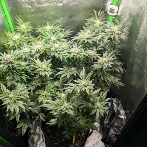 Grow Mix growlog timeline photo