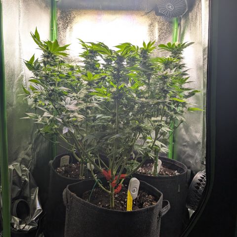 Grow Mix growlog timeline photo