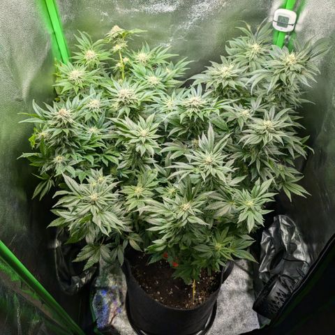Grow Mix growlog timeline photo