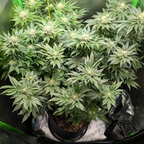 Grow Mix growlog timeline photo