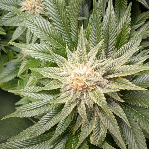 Grow Mix growlog timeline photo