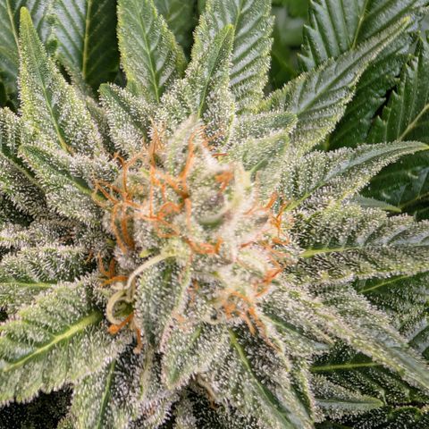 Grow Mix growlog timeline photo