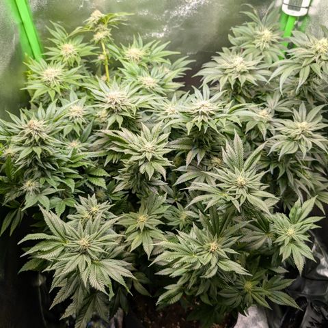 Grow Mix growlog timeline photo