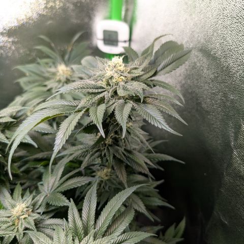 Grow Mix growlog timeline photo