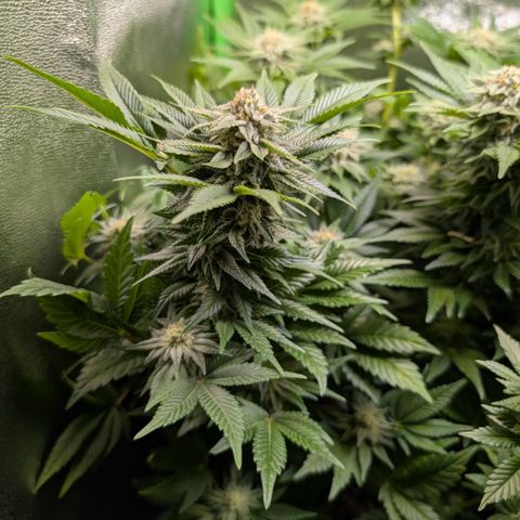 Grow Mix growlog timeline photo