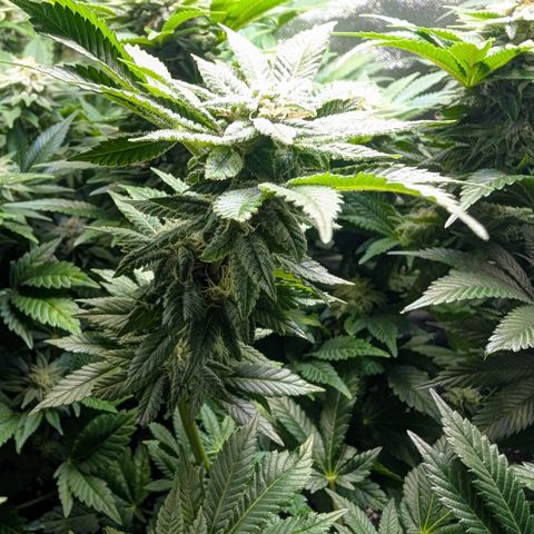 Grow Mix growlog timeline photo