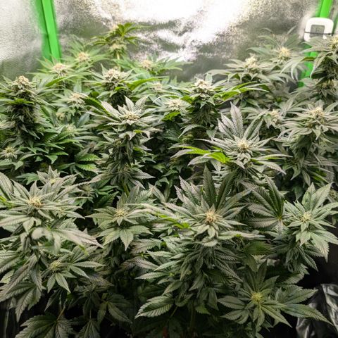 Grow Mix growlog timeline photo