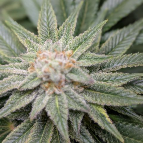 Grow Mix growlog timeline photo