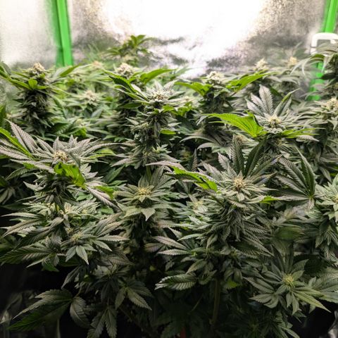 Grow Mix growlog timeline photo