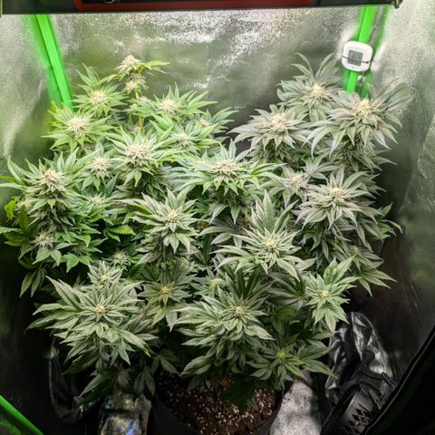 Grow Mix growlog timeline photo