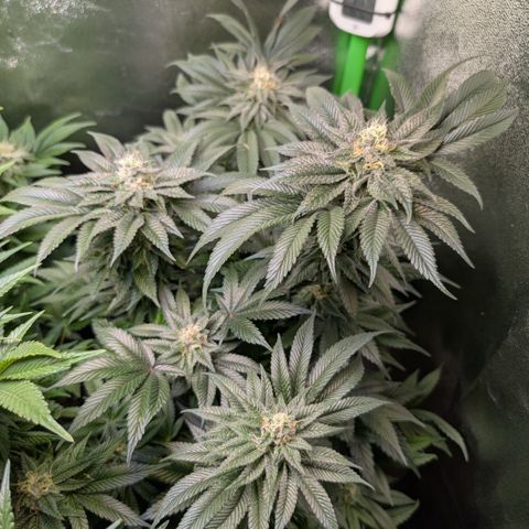 Grow Mix growlog timeline photo
