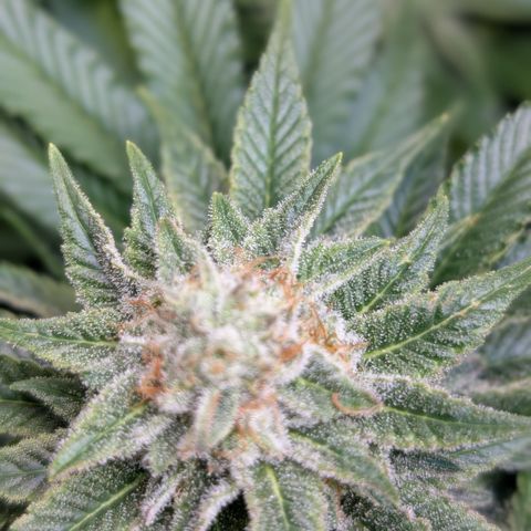 Grow Mix growlog timeline photo