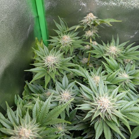 Grow Mix growlog timeline photo