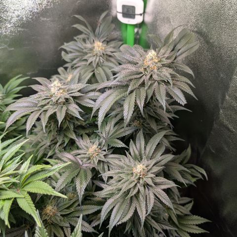 Grow Mix growlog timeline photo