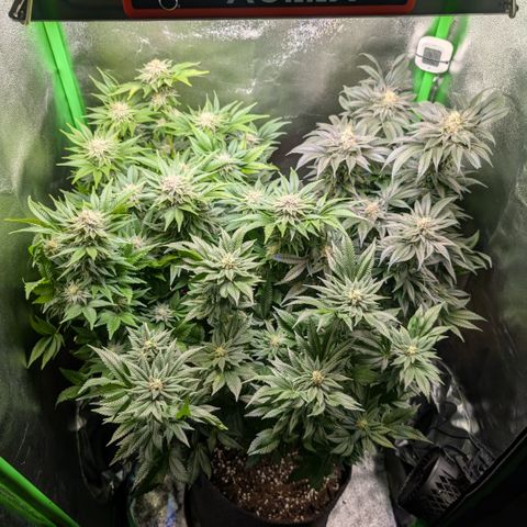 Grow Mix growlog timeline photo