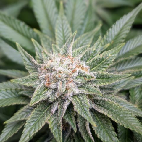 Grow Mix growlog timeline photo