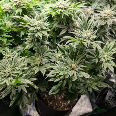 Grow Mix growlog timeline photo