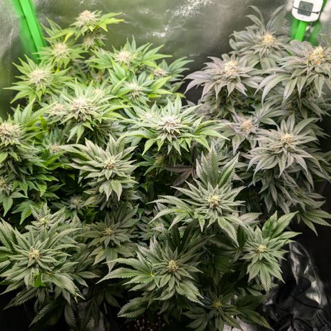 Grow Mix growlog timeline photo