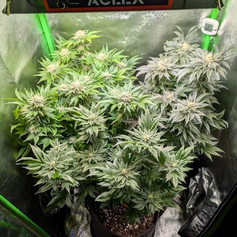 Grow Mix growlog timeline photo