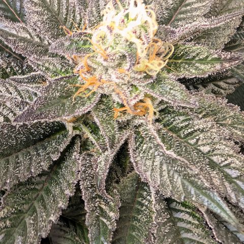 Grow Mix growlog timeline photo