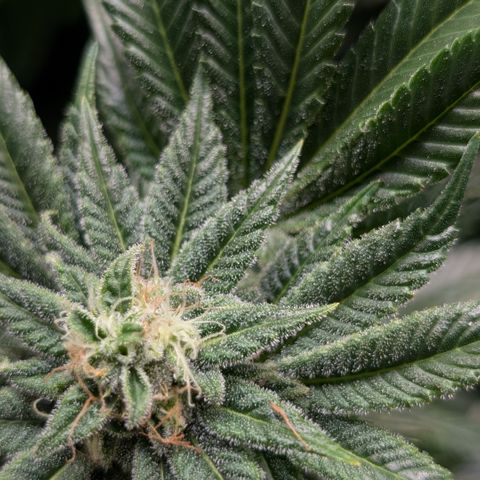 Grow Mix growlog timeline photo