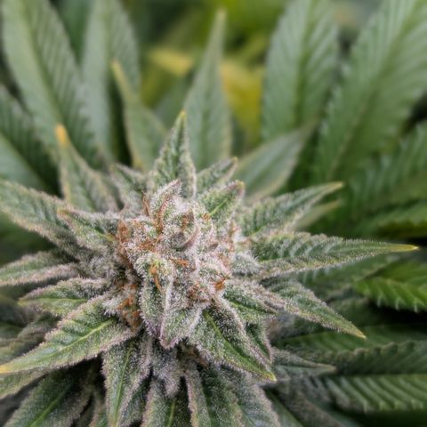 Grow Mix growlog timeline photo