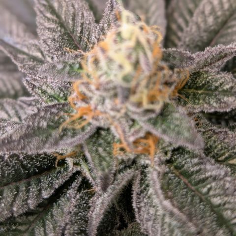 Grow Mix growlog timeline photo