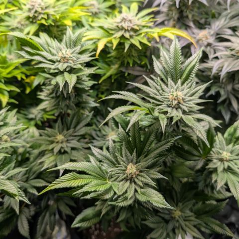 Grow Mix growlog timeline photo