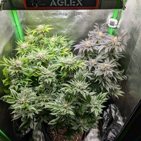 Grow Mix growlog timeline photo