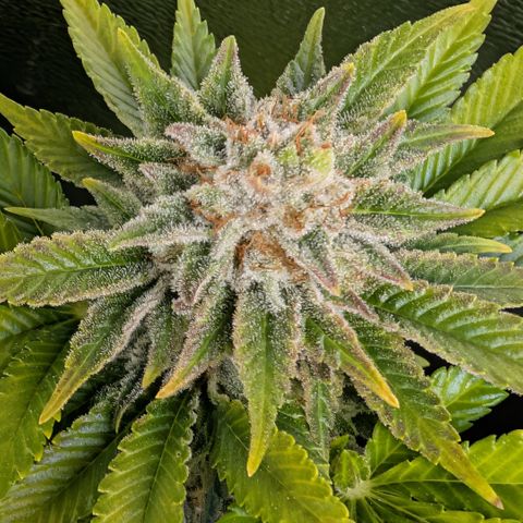 Grow Mix growlog timeline photo