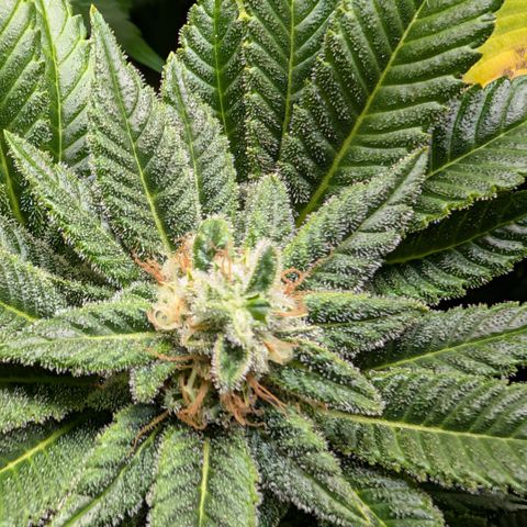 Grow Mix growlog timeline photo