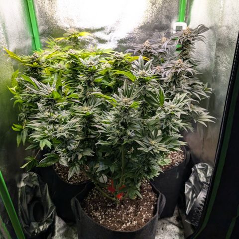 Grow Mix growlog timeline photo