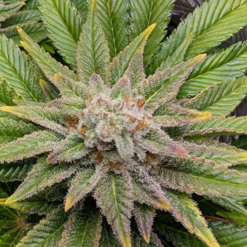 Grow Mix growlog timeline photo