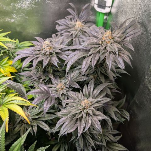 Grow Mix growlog timeline photo
