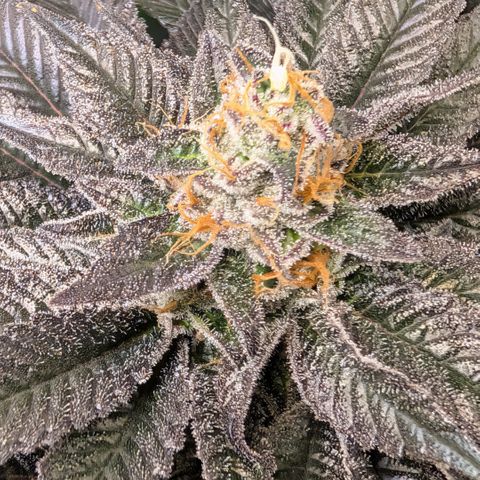 Grow Mix growlog timeline photo