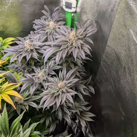 Grow Mix growlog timeline photo