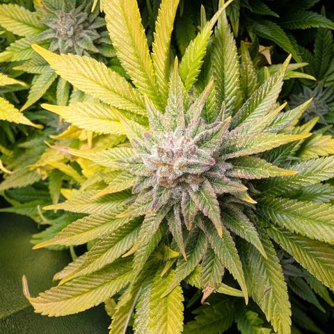Grow Mix growlog timeline photo