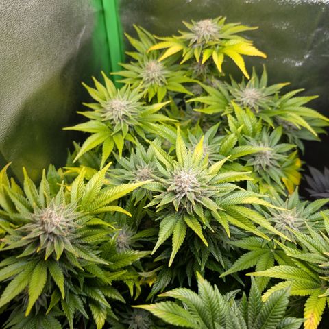 Grow Mix growlog timeline photo
