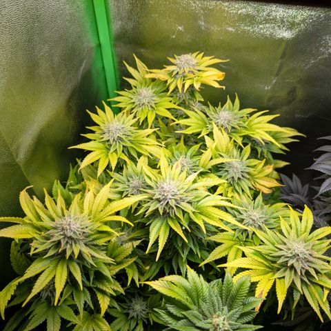 Grow Mix growlog timeline photo