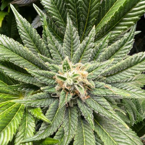 Grow Mix growlog timeline photo