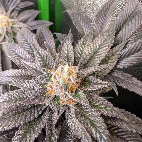 Grow Mix growlog timeline photo