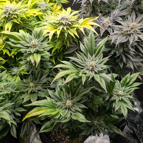 Grow Mix growlog timeline photo