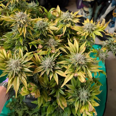 Grow Mix growlog timeline photo