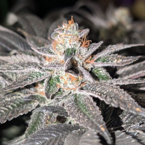 Grow Mix growlog timeline photo