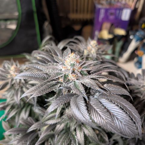 Grow Mix growlog timeline photo