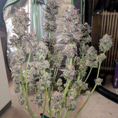 Grow Mix growlog timeline photo