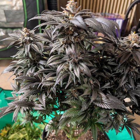Grow Mix growlog timeline photo