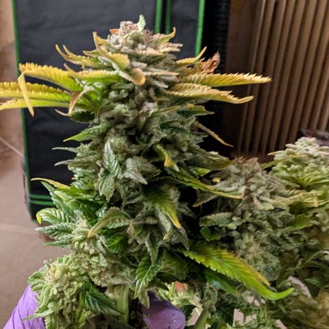 Grow Mix growlog timeline photo